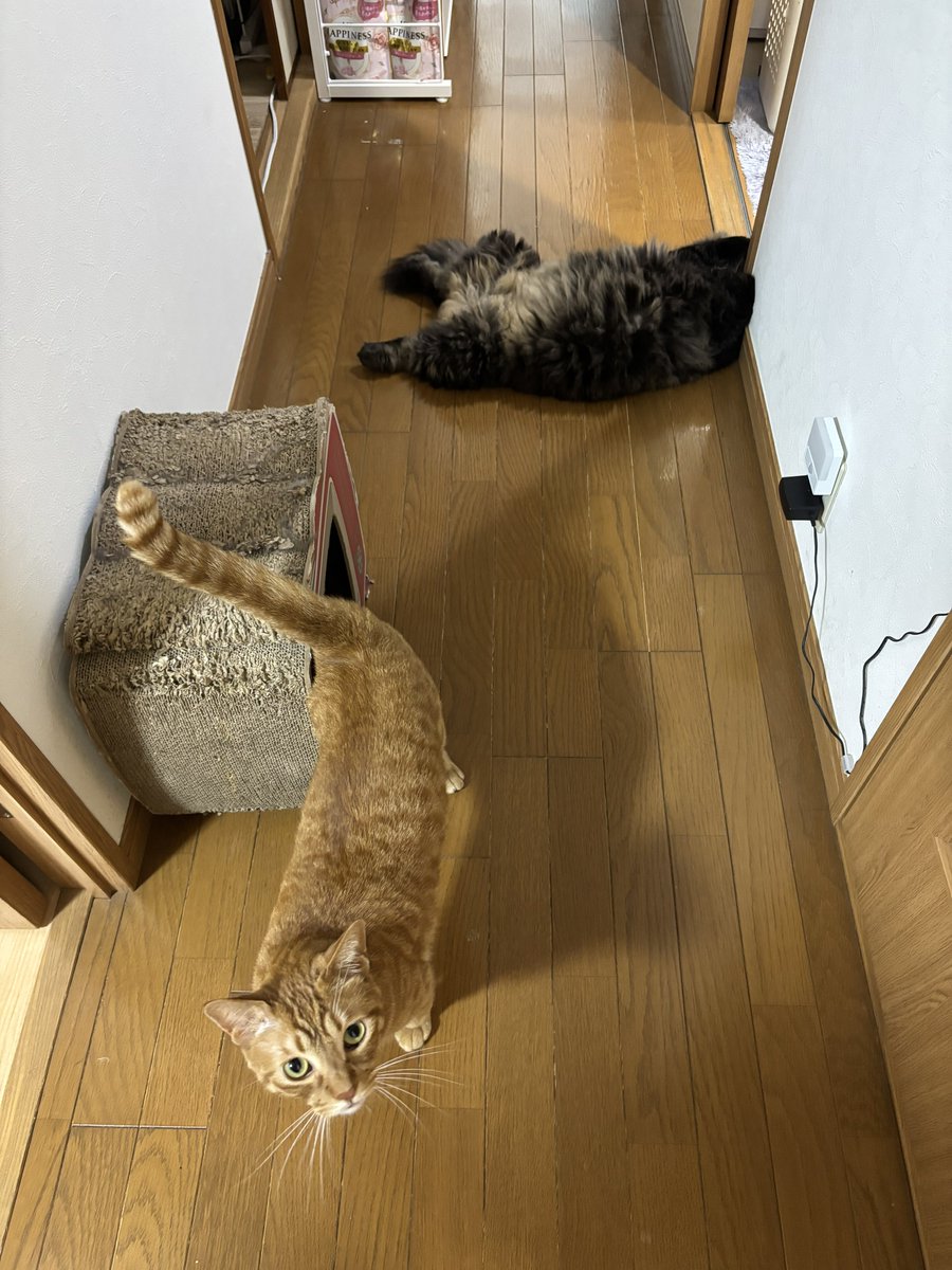 ChelseaNanonano's tweet photo. おはよう金曜日ございます☀️

🐈あの ねかたは
どうかと おもうのにゃす
ねことして https://t.co/26KTKREaSa