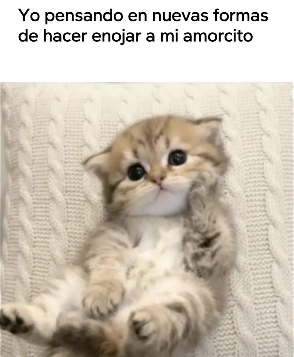 Mundo de Bigotes tweet media
