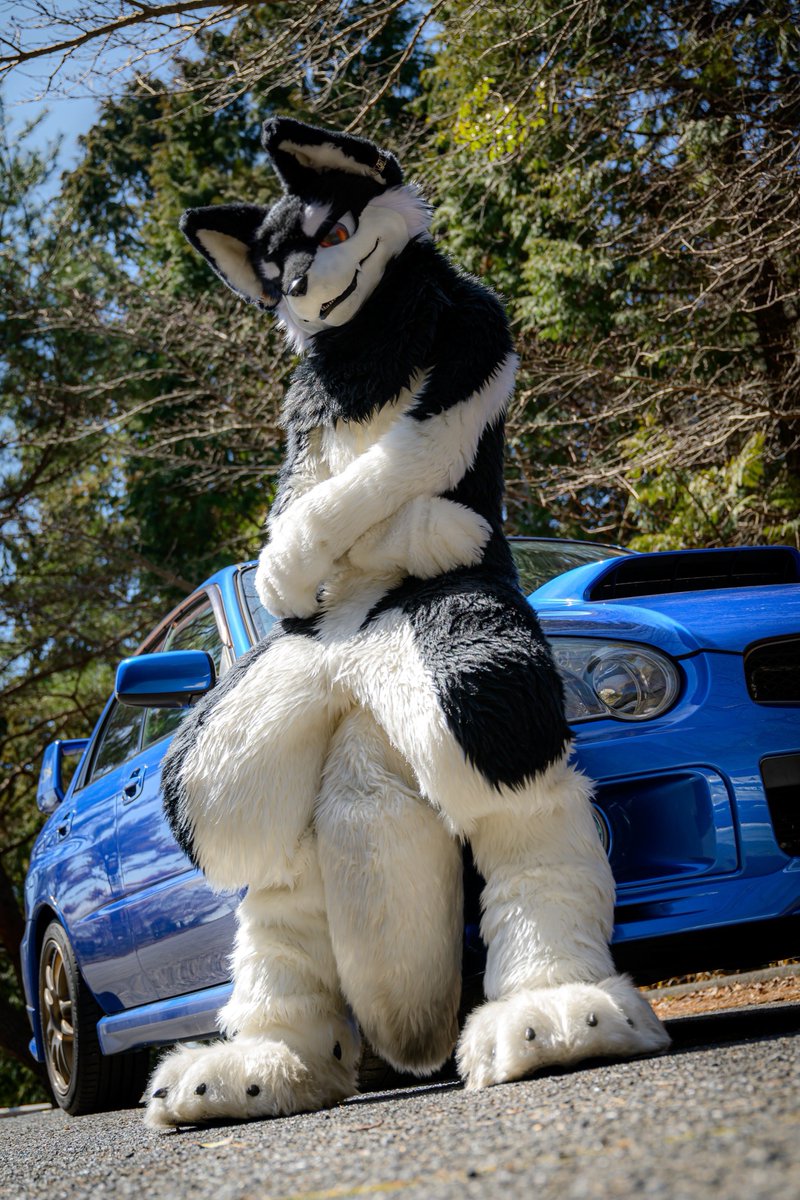 siruhu616's tweet photo. ドライブ行かない？
#FursuitFriday 
#犬工房 https://t.co/TDtJQCrSUP