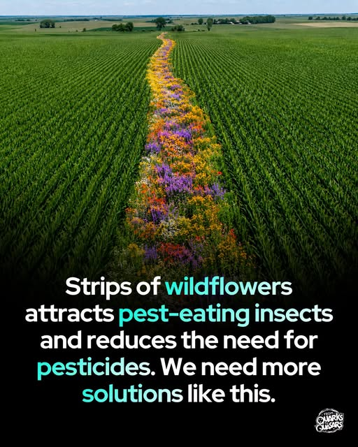 JamesTate121's tweet photo. A strip of wildflowers can reduce the need for pesticides. Why aren't they everywhere? 📷📷📷
farmers are planting strips of wildflowers through and around their fields for a surprisingly powerful reason: they attract insects that help control crop pests.
Ladybugs are among the best-known examples. Both adults and larvae consume aphids, tiny insects that damage crops by sucking sap from plants. A single ladybug can eat dozens of aphids per day, while its larvae can consume hundreds during development.
But ladybugs are only part of it.
Wildflower strips also attract hoverflies, lacewings, parasitic wasps, and predatory beetles. Many of these insects are natural enemies of crop pests including aphids, whiteflies, thrips, and caterpillars.
Scientists call this "conservation biological control." Instead of introducing predators into a field, farmers create habitat that helps naturally occurring beneficial insects survive and reproduce.
The flowers provide nectar and pollen, which many beneficial insects need as adults. Research has shown that access to flowering plants can increase the lifespan, reproduction, and hunting activity of pest-eating insects.
Parasitic wasps provide one of the most remarkable examples. Some species lay their eggs inside aphids and caterpillars. The developing larvae consume the pest from within, eventually killing it.
Studies have found that fields with flower strips often support greater numbers of beneficial insects and experience higher rates of natural pest control than fields without them.
The benefits can extend beyond pest management. Flower strips may also support pollinators, improve biodiversity, reduce soil erosion, and provide habitat for wildlife in agricultural landscapes.
Researchers are now studying which flower species work best for different crops and regions. The goal is to design strips that support the most effective communities of beneficial insects while maximizing crop protection.