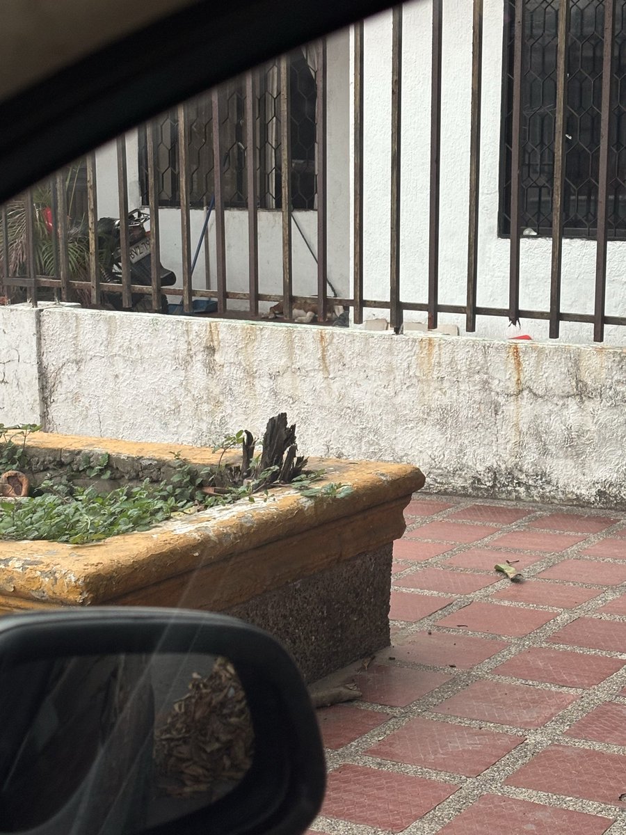 hgonzalezce's tweet photo. @EsmeHernandezSi buenas tardes, senadora.
Ayuda, por favor. Quisiera reportar un caso de maltrato animal en B/quilla, calle 47b # 16-148 barrio Cevillar. La perrita está todo el día amarrada y expuesta a la alta temperatura de B/quilla, tal y como se ve a continuación. https://t.co/S5NGjXGkML