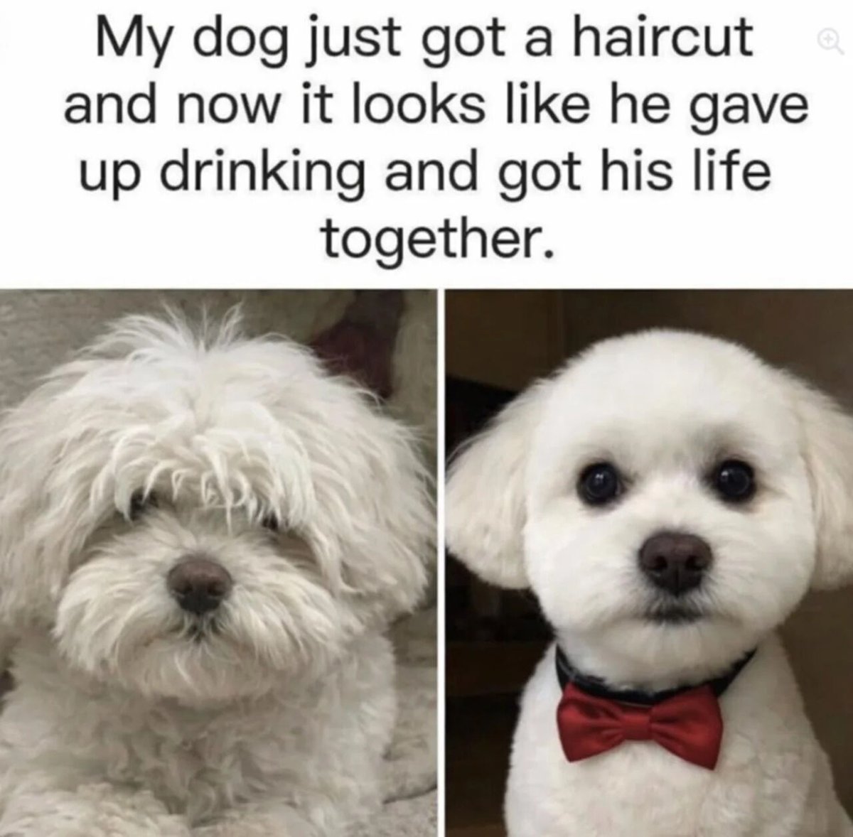 WholesomeMeme's tweet photo. https://t.co/bglwXOAhmC