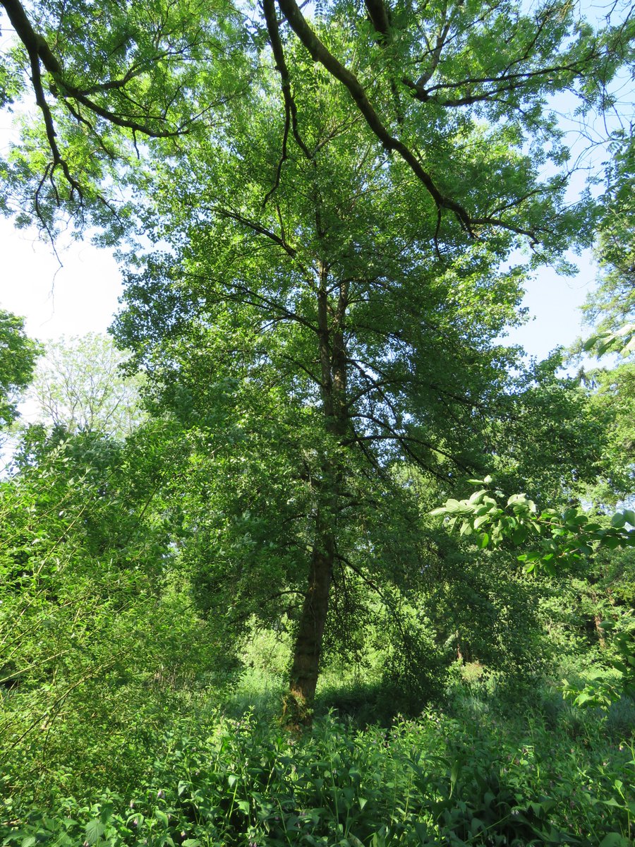 StevenFalk1's tweet photo. @TempleBalsall PS Fell upon this Native Black Poplar in the depths of Temple Balsall NR. Given that I'm the Warwickshire recorder, a bit embarrased as I must have walked past it dozens of times. Was it planted the same time as the Hampton Wood ones? https://t.co/wzRZMqEPOm