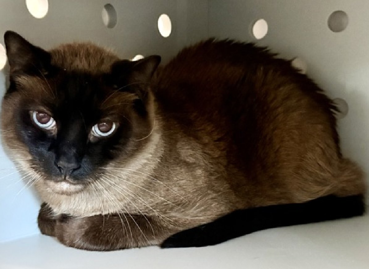 JLthekid9999's tweet photo. 🆘🆘 ELOISE (ID 255390), 4 YO, MALE –  IN QUEENS ACC - came into the shelter as a stray on 5/26/2026.    🆘🆘 😿 😿 😿 😿

➡️TBD 6/20/26

➡️ MEDICAL PRIORITY – NEEDS MORE CARE AND ATTENTION THAN THE SHELTER CAN PROVIDE – 😱😱😱

➡️ 🆘🆘  1ST Chance on Emergency Placement List – VERY URGENT – 🆘🆘 😱🔥🔥😱

➡️ 24 DAYS IN SHELTER – TOO LONG – TIME IS RUNNING OUT

➡️ ELOISE IS ON THE EPL FOR MEDICAL REASONS -Eloise has a fracture at the olecranon process of his right elbow. He has been persistently painful and lame on that limb since arrival, despite rest and pain meds. Eloise would benefit from a consultation with an orthopedic surgeon to discuss options for recovery. Behaviorally, Eloise can get overstimulated and did bite someone when they touched near his fractured elbow.  This evaluation/diagnosis means that ELOISE will be given very little time for rescue/foster/adoption.🔥🔥🔥🔥

A volunteer writes: Eloise can stretch, he can twirl, he can ask for pets and he can see perfectly upside down. He can do almost anything now that he's healing and getting his confidence back. Seen limping on his own with a wound outside, Eloise was brought to us to help him get sorted and started on his next step. He introduced himself like he was in a rush to show me everything he knows how to do at the same time while simultaneously seeming bored with it. Eloise plays with just as much whimsy, stacking his toys between his paws while reaching for more. This doesn't quite sum him up, however, as Eloise knows there's more to life than his condo, just like he knows he can do almost anything. There's one pretty big thing he's missing and we think it just might be you. What my friends at ACC say about me: My history is a mystery and my friends here do not know much about me yet! I have medical needs that staff will address with you when you meet me. I would appreciate slow introductions to new people and places to help me feel safe. Cheek and chin scratches make me so happy! I might need time to decompress in my new home - but cheek scratches and dry treats are my love language and how we will build our bond! Eloise appreciates attention and specifically head and cheek pets but appears somewhat fearful or stressed in the shelter. He may be a little more independent, and may need time to warm up to his new home. ❤️ 😻❤️ 😻❤️ 😻

NEEDS OUT OF SHELTER ASAP –

Please RT or pledge, if you can, to save this little one.

@AdamsPaulGrimke

💔😿🙏Thank you
