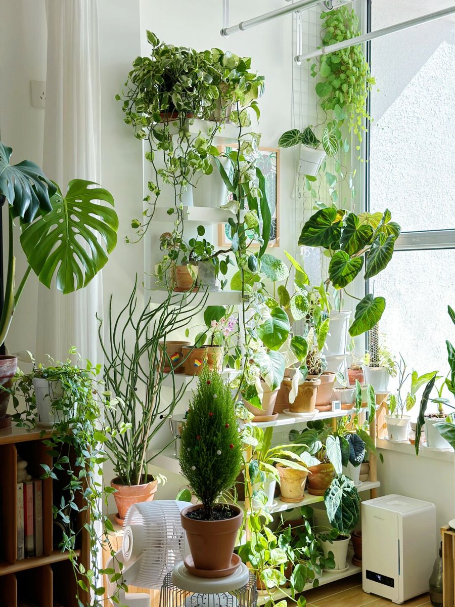 ali_junejo's tweet photo. Life update: swapped my 9-to-5 desk for a small window garden, and now every morning starts with sunlight and tiny green sprouts. Small shifts = big joy. https://t.co/heifJA8q4u
