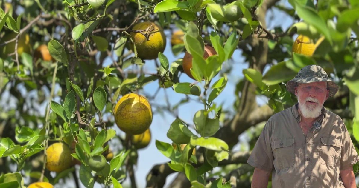 BioTech_Awards's tweet photo. CRISPR gene editing could save Florida's struggling citrus industry - WINK News
https://t.co/rY4IVFO7DD
#biotech #geneediting #genomeengineering #lifesciences #drugdevelopment #biomedical https://t.co/vNQTJP1h7Z
