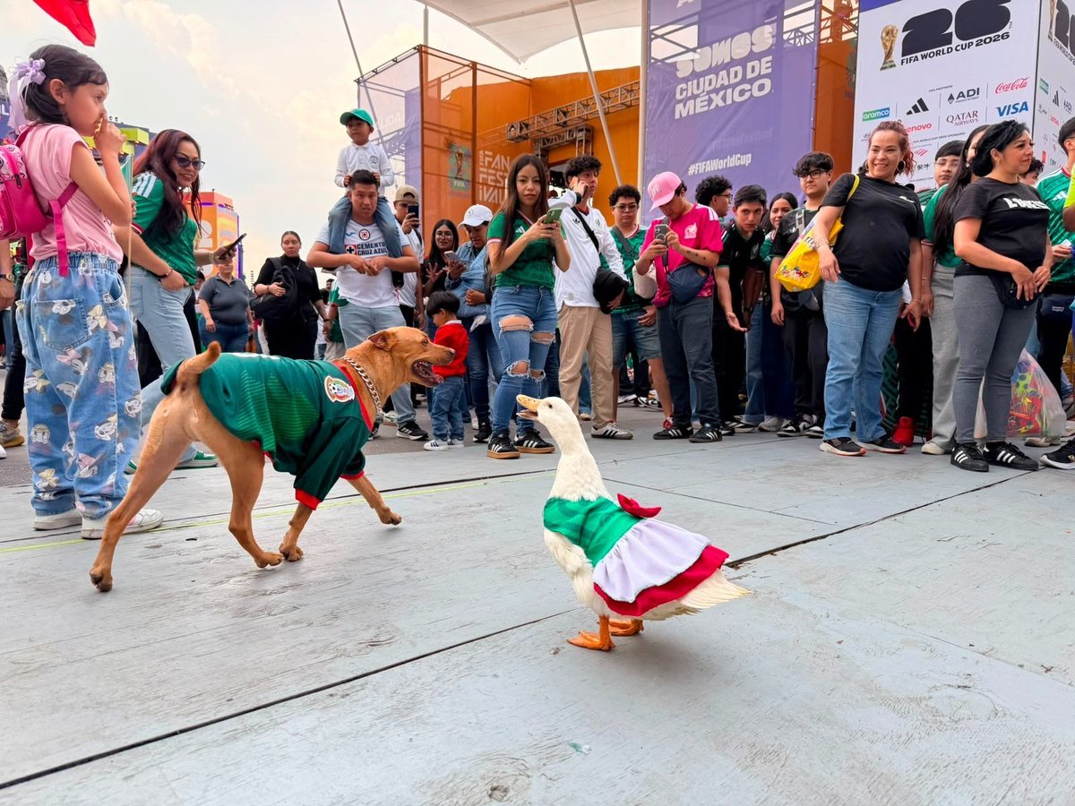 El_Universal_Mx's tweet photo. 🦆🐶 ¡México tiene más mascotas mundialistas!

Juanita, la patita que conquistó el festival de la justa mundialista, llegó acompañada de Sultán. Su dueña asegura que es la novia de Merlín, el patito más famoso de esta fiesta mundialista.

#Fotos: Arturo Ordaz | EL UNIVERSAL https://t.co/ojbRtwbsPp