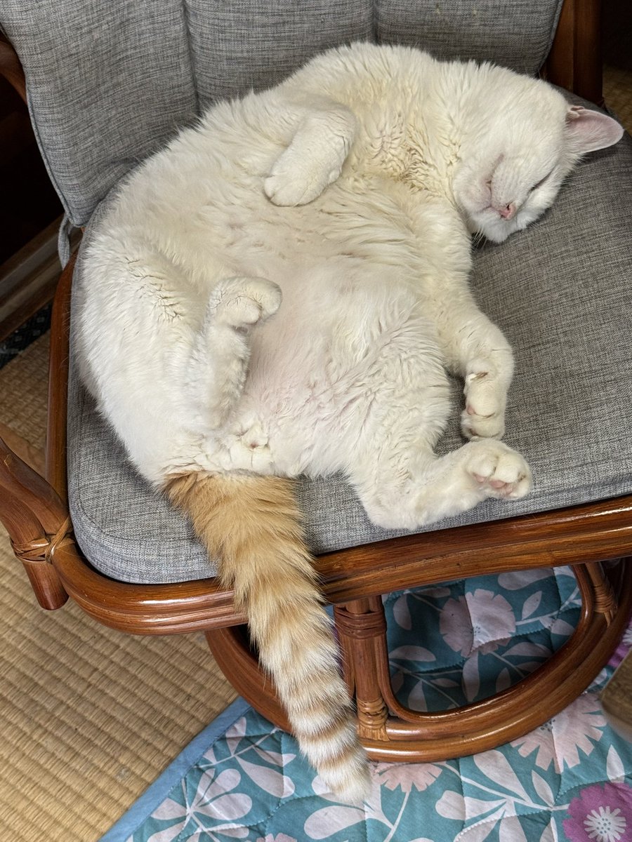 kazkappa1's tweet photo. 心地良い眠りを誘う君の顔それにしてもこのかわいこちゃんめ

#短歌 https://t.co/kRoE2MSFPF