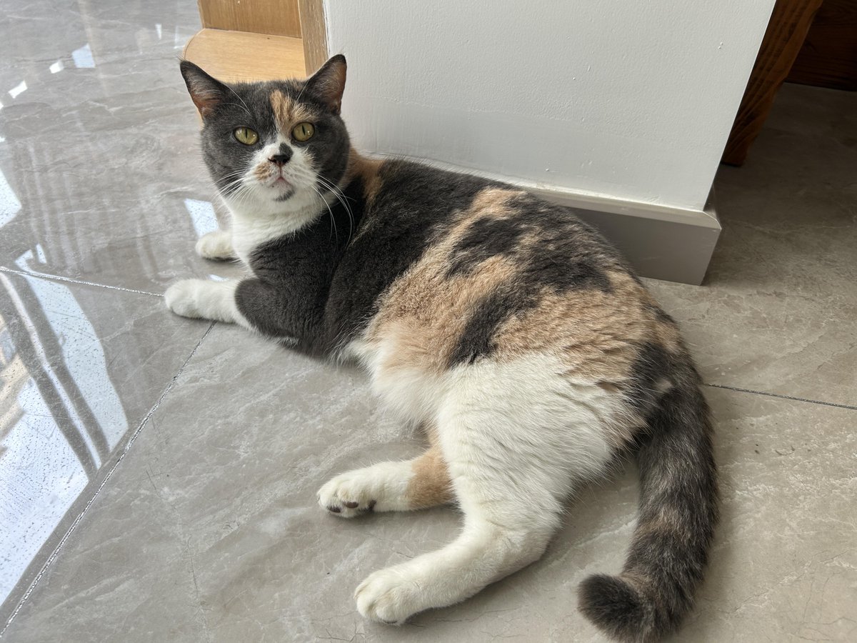 Azamat04507498's tweet photo. My grumpy cat only turns into a cuddle bug when I’m feeling down—this little fur ball’s the best medicine ， https://t.co/0wXEs6oYXu