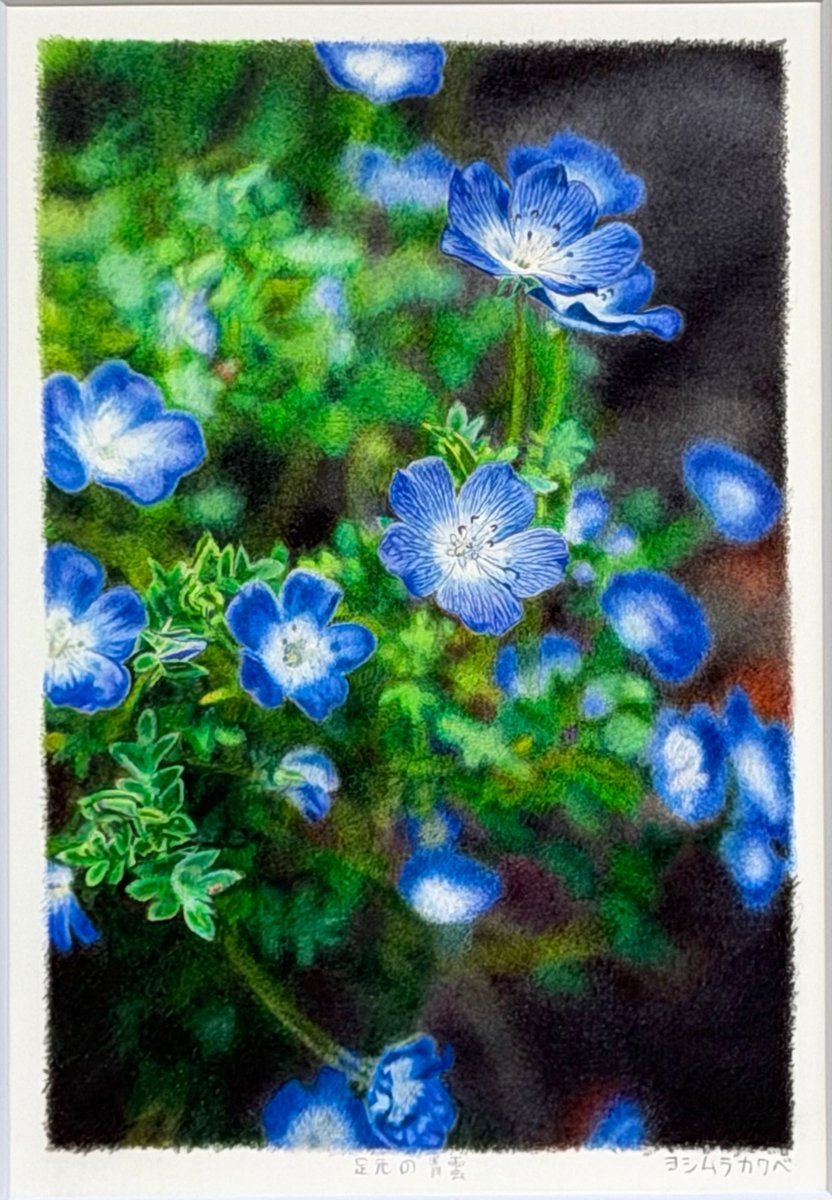 yoshimurataisei's tweet photo. 「足元の青雲」
2026年 16.9×11.3cm  色鉛筆画
写真家 川部那萌さんとのコラボ作品その3
川部さんが撮った写真を元に色鉛筆で描いています。
吉村大星展「休耕地の衛星」
6月12日〜28日 11:00-17:00  
休廊日　月・火・水
ギャラリー・ナカノ
山口市中央1丁目5-14 https://t.co/3WTwDGCuKP