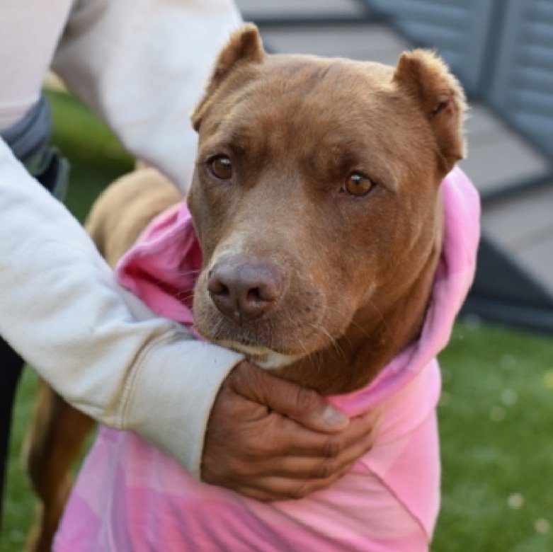 MorgFairsdogs's tweet photo. Mocha 170916
Relisted TBK 6/20
#NYCACC #RescueOnly 
She is a cute 4 yr old
Running out of chances 
Arrived stray, prev adopters contacted 
Has separation anxiety,  destructive tendencies, & bite history of kids & small animals
Needs exp all adult home 
Save Mocha!
https://t.co/4yhlsPAiTO
#Pledge4Rescue #foster #adopt