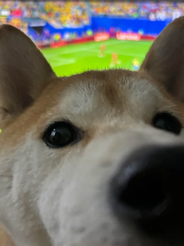 OGShibCommunity's tweet photo. OG Morning 🐕 https://t.co/5yo35LJEHj