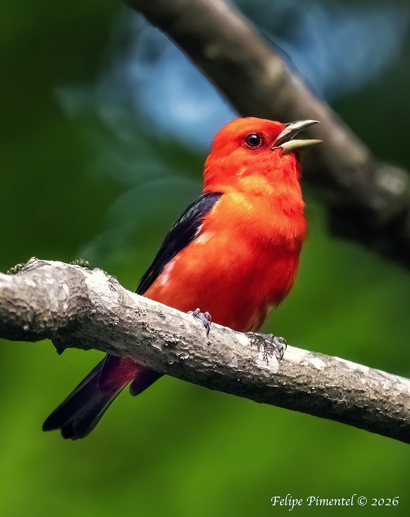 Fpimentel1954's tweet photo. Scarlet Tanager (Piranga olivacea). #birdcpp #BirdsSeenIn2026 #nikonphotography #wildlifephotography #birdphotograph #tanagers https://t.co/FbsU0xDVoo