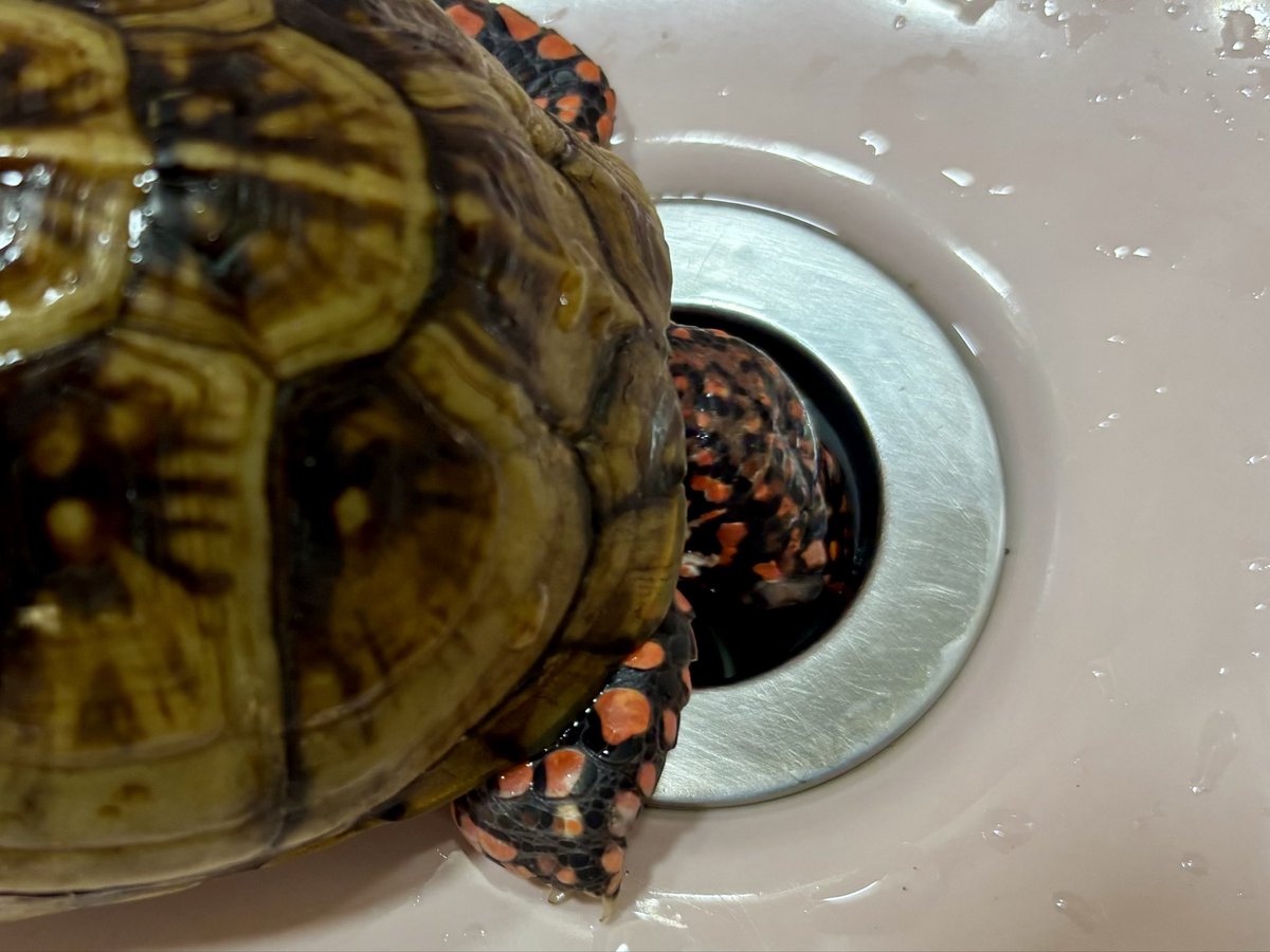 dsk_life's tweet photo. 酔っ払いみたいな🤮お父さん♂🐢
5分くらい排水口に顔を突っ込んだまま🤣
#ミツユビハコガメ
#アメリカハコガメ
#Terrapenecarolinatriunguis
#ThreetoedBoxTurtle https://t.co/2hx8iDXbtR