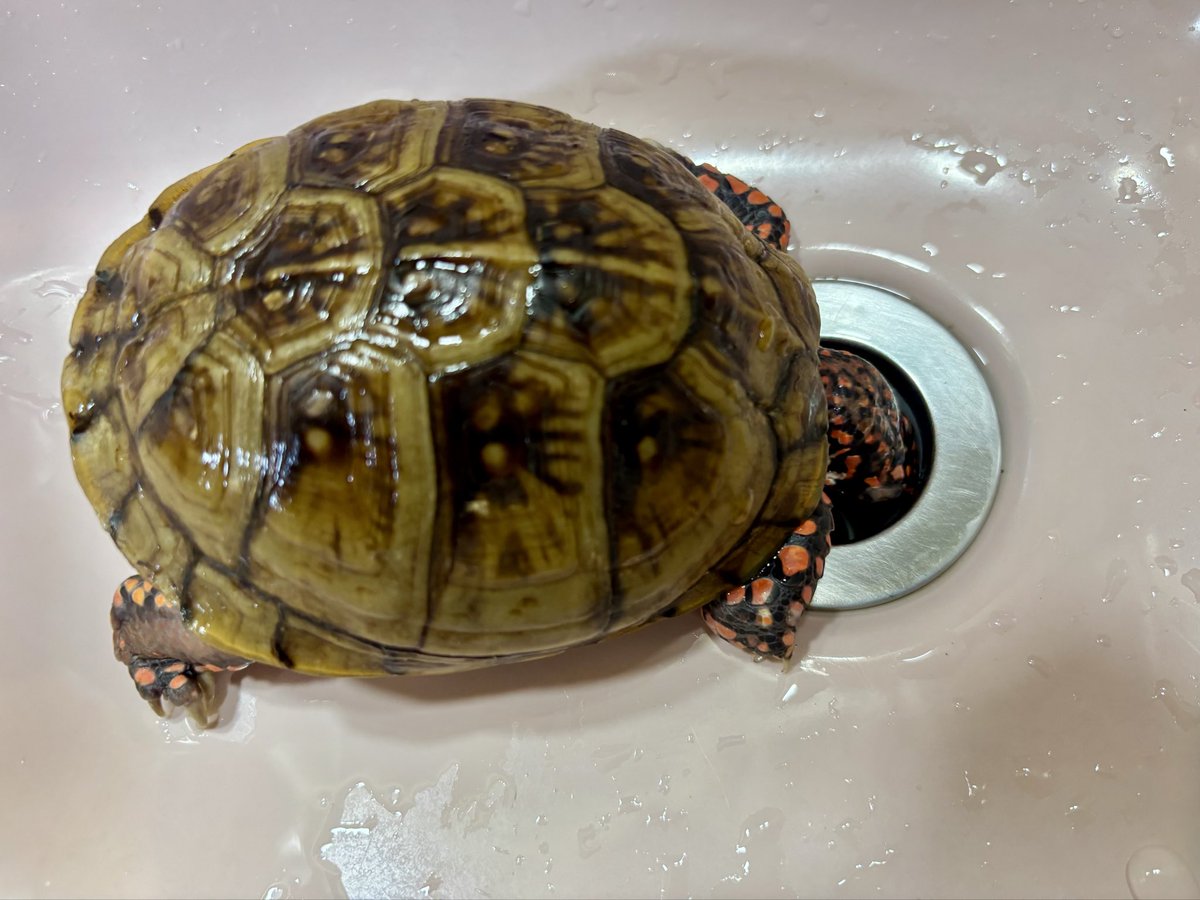 dsk_life's tweet photo. 酔っ払いみたいな🤮お父さん♂🐢
5分くらい排水口に顔を突っ込んだまま🤣
#ミツユビハコガメ
#アメリカハコガメ
#Terrapenecarolinatriunguis
#ThreetoedBoxTurtle https://t.co/2hx8iDXbtR