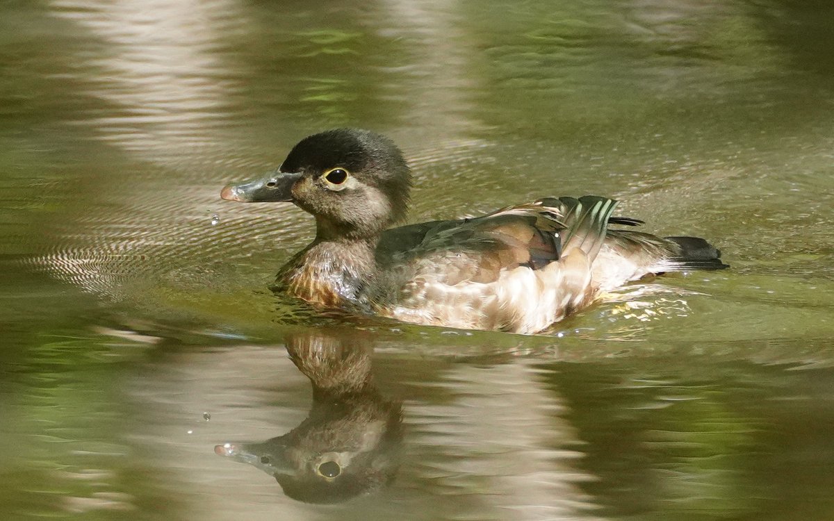 Pocomokian's tweet photo. @kirola_hemant Female Wood Duck https://t.co/yDKemfToW4