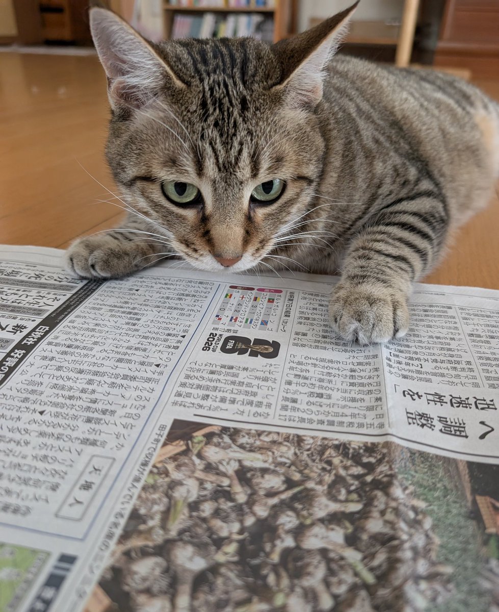 hotateyasan's tweet photo. 朝の定位置🐱 https://t.co/2Zzx2TCZeS