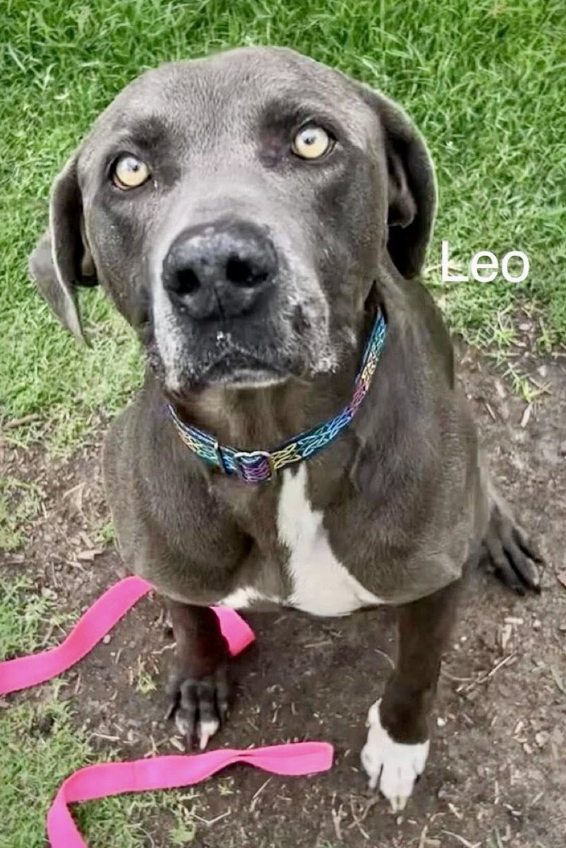 LeporidaeCheryl's tweet photo. 1️⃣ terrible decision changed EVERYTHING. 

When his owners decided they no longer wanted 8️⃣ yo LEO #A387664, they 🔥STRIPPED🔥 him of his DIGNITY, his PRIDE, his sense of BELONGING , & his 🏠‼️

He lost EVERYTHING when they unceremoniously DUMPED him. 

He went from a life of security to a life on the streets!! 
#CorpusChristiACS. 

Has a small tumor on his ear that needs to be removed. 

Such a sad story that's repeated every single day. 

Beautiful Weimaraner mix with 
🔥GLOWING🔥 eyes that cannot lie.
Please help him.