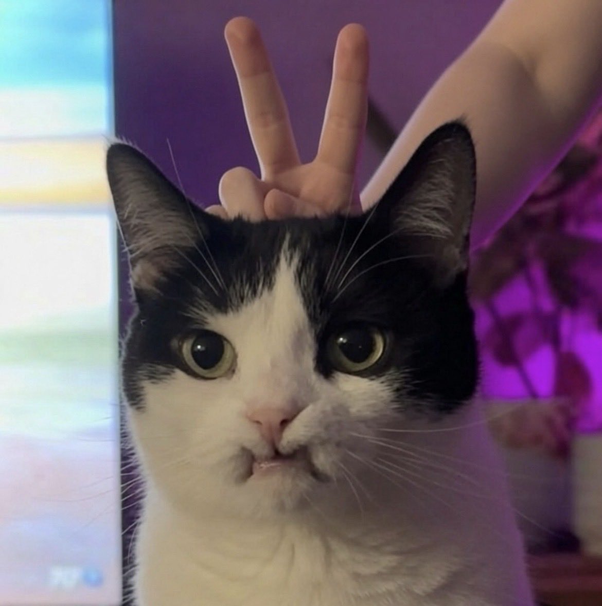 OrionCat__'s tweet photo. when they adopted you just to roast you and post it online https://t.co/NcRp0B0l2L