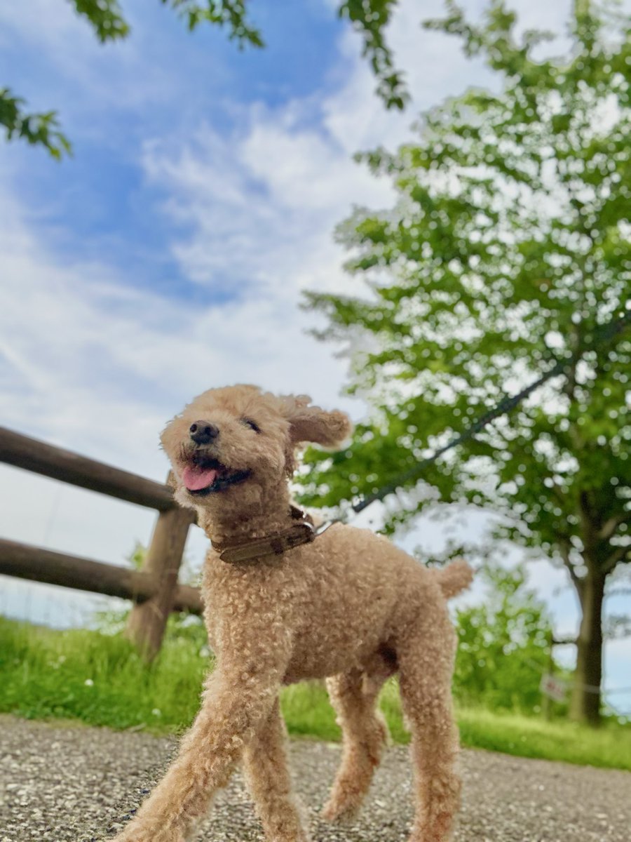 masakin_poota's tweet photo. おっはよぉ〜☀️

冷房はまだ2回しか動かしてない #還暦 と #老犬 です！😊

まだあまり暑く感じないの��自分だけかなぁ〜？
暑いと玄関に避難するぷ〜太もまだ行ってないし……🐶

じじぃ〜コンビ、歳を取ると暑さに鈍感になるのか？😑

#トイプードル 
⬇️昨日の散歩風景⬇️ https://t.co/1uWNuckcAC
