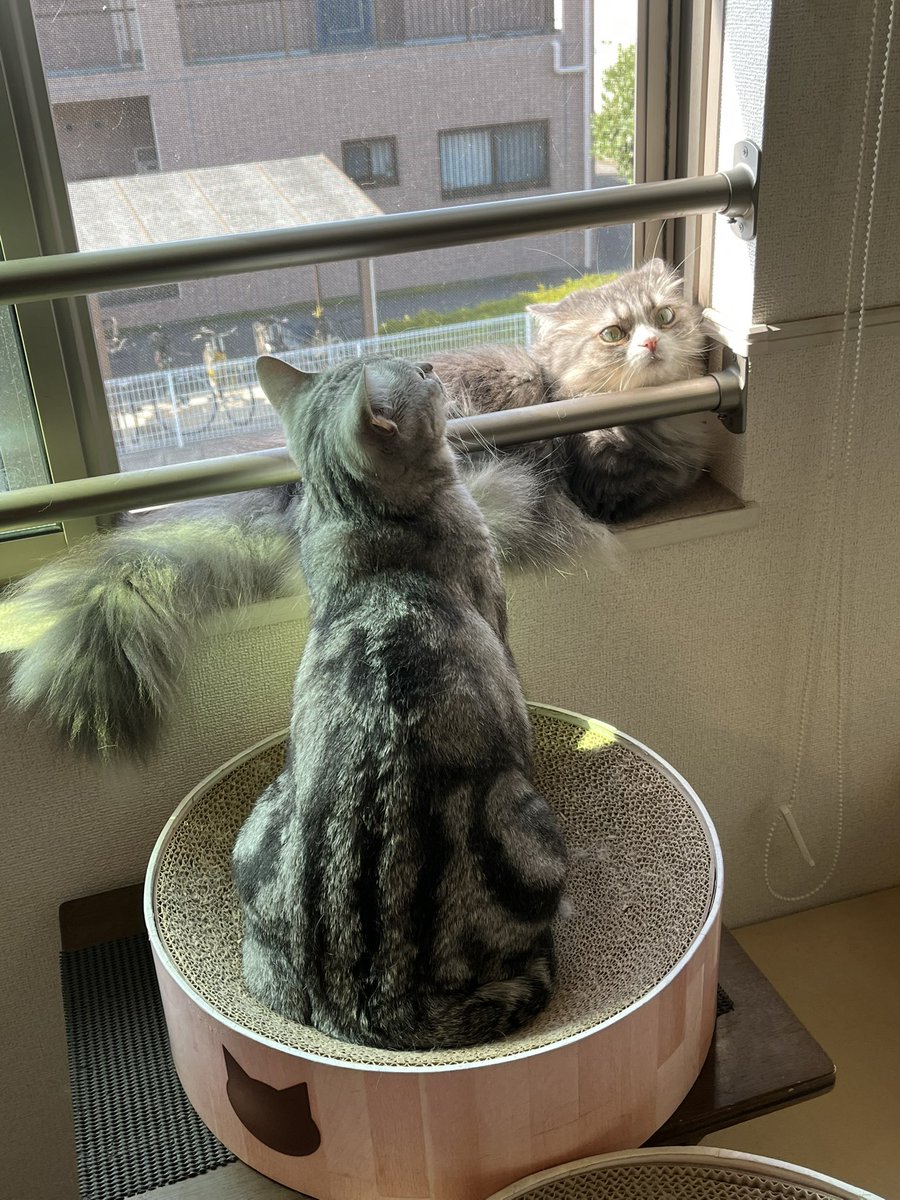 kenc0409's tweet photo. おはようございます

いい天気です☀️ https://t.co/wPXjurrAUr