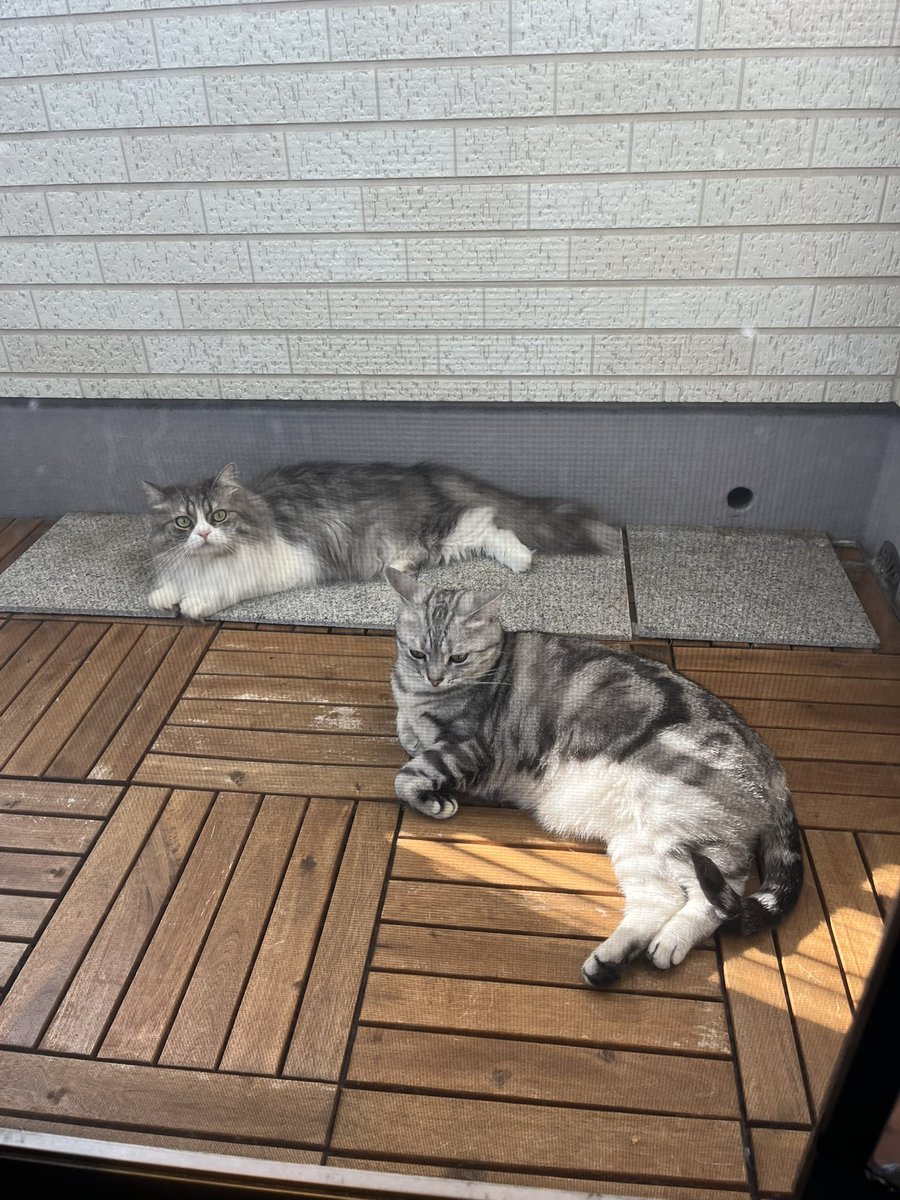 kenc0409's tweet photo. おはようございます

いい天気です☀️ https://t.co/wPXjurrAUr