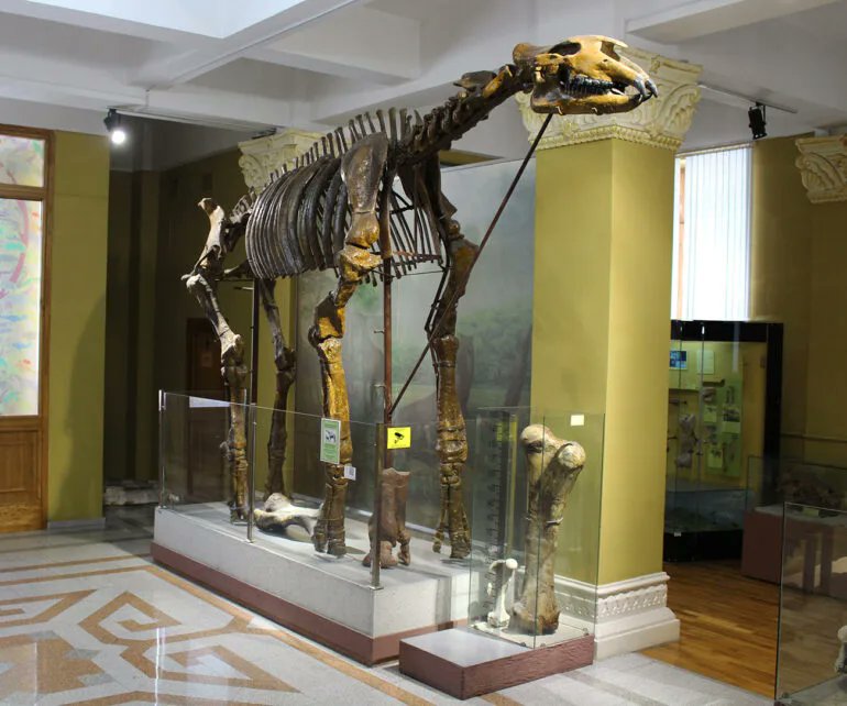 Cronoscuro's tweet photo. El mamífero terrestre más grande que ha existido no era un dinosaurio. Era un rinoceronte sin cuerno.

4.8 metros de altura. Más de 7 metros de largo. Entre 15 y 20 toneladas. Cuello de jirafa para alcanzar el follaje alto. Sin depredadores naturales.

Se extinguió cuando los bosques que lo alimentaban desaparecieron. Su pariente vivo más cercano es el rinoceronte moderno.