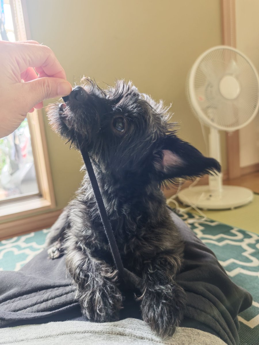 D8xLpb3's tweet photo. 人の股間めがけて飛んでくる
黒い塊
＃ヨープー
＃ミック犬 https://t.co/OFn0JMlrKR