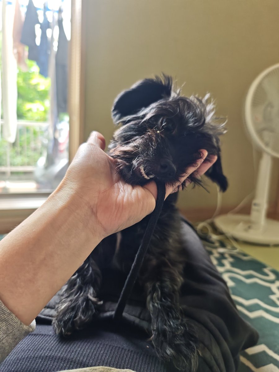 D8xLpb3's tweet photo. 人の股間めがけて飛んでくる
黒い塊
＃ヨープー
＃ミック犬 https://t.co/OFn0JMlrKR