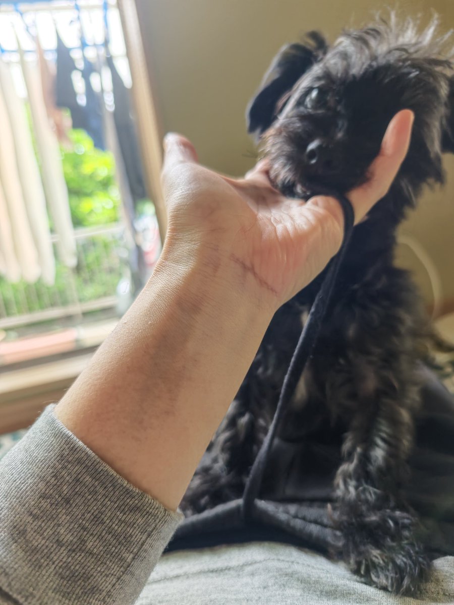 D8xLpb3's tweet photo. 人の股間めがけて飛んでくる
黒い塊
＃ヨープー
＃ミック犬 https://t.co/OFn0JMlrKR