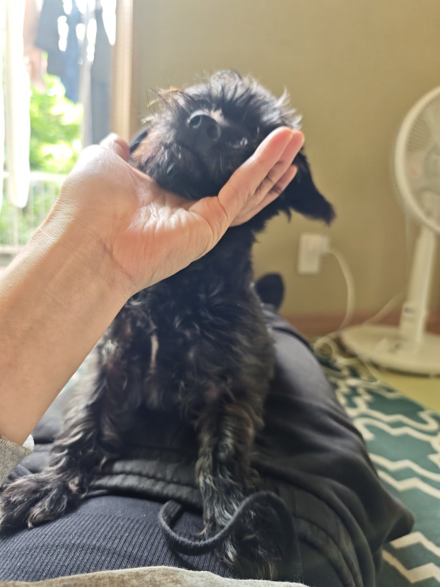 D8xLpb3's tweet photo. 人の股間めがけて飛んでくる
黒い塊
＃ヨープー
＃ミック犬 https://t.co/OFn0JMlrKR