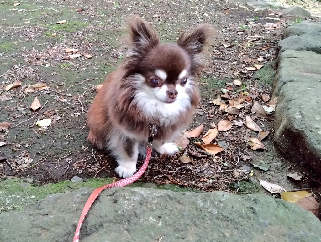 tida_0417's tweet photo. 上れなくて佇んでるの可愛い🐶 https://t.co/KYPam6D5XK