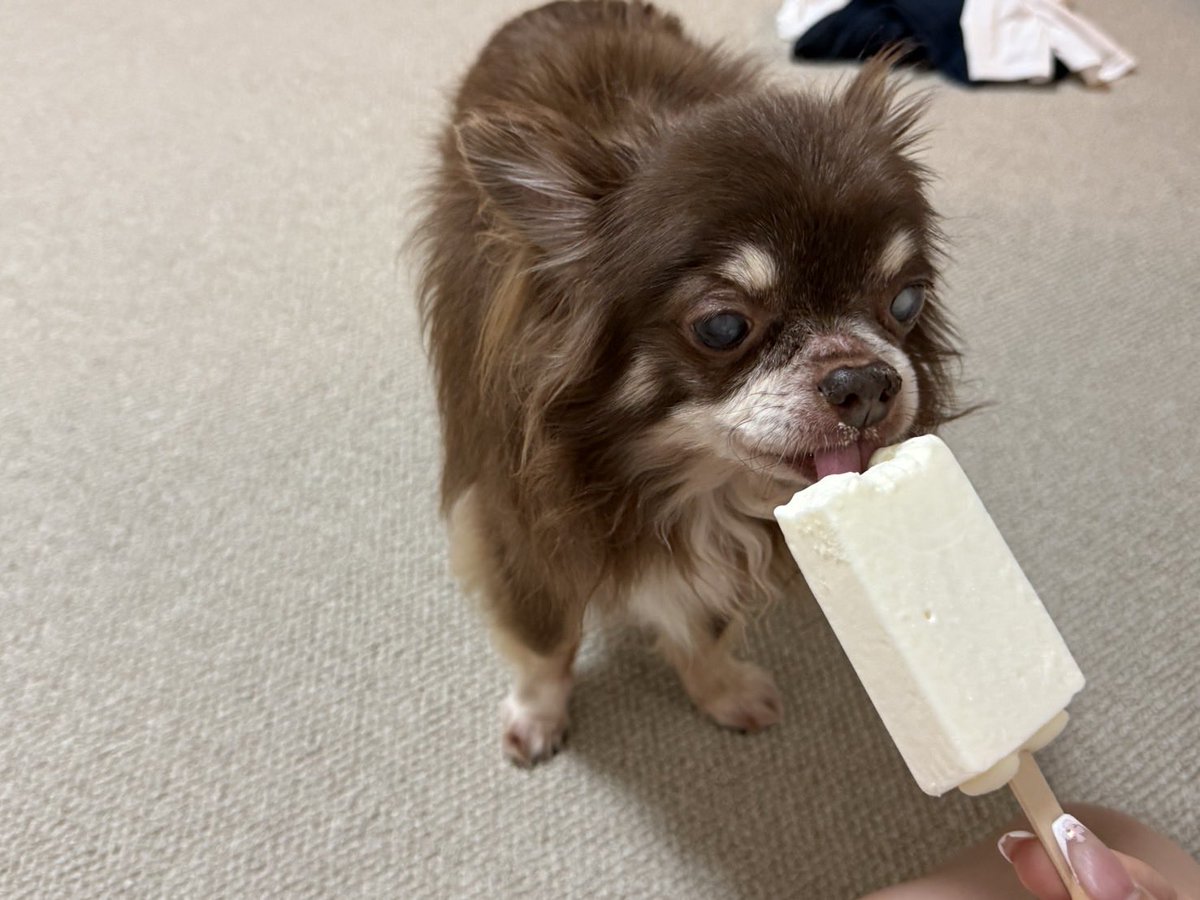 REBORNFUND's tweet photo. 🔵🟢おはようございます🟢🔵
最近暑くてアイスばかり食べています🍦
そして、ついバニラなど犬か食べても大丈夫なフレーバーの日はこうなります(笑)
かわいくて甘やかしちゃうんですよね～

17歳なので、もうなんでもいいよね🥹
美味しいものたくさん食べようね。
#企業公式相互フォロー https://t.co/AkSqv6KrbM