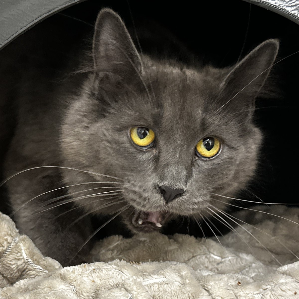 CalgaryHumane tweet picture