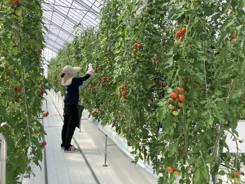 hyogossimo's tweet photo. 高砂市の建設会社が霧で育てる⁉️フルーツみたいなトマト🍅

霧で根に水や肥料を届ける栽培方法で育てた「霧の恵」
トマトの顔色や根の様子を見ながら、ミストの量や頻度、肥料濃度を細かく調整。
甘味旨味が凝縮された濃厚な味、口当たりのよさを楽しめるミディトマトです。

https://t.co/mMVBnSrrvl https://t.co/f1ndAfYuoO