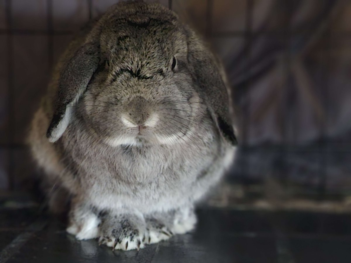 attesta's tweet photo. I swear he's a love bug but he looks so ominous in the right lighting https://t.co/kipEzj2mSS