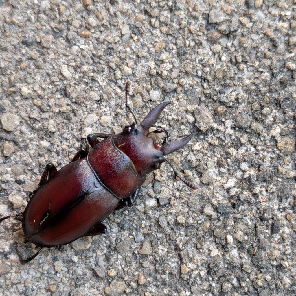 insects_6464's tweet photo. 超ミニノコギリをつかまえた！
26.7ミリと自己最小（Seiwa Sato） https://t.co/gb2LXqdpvK