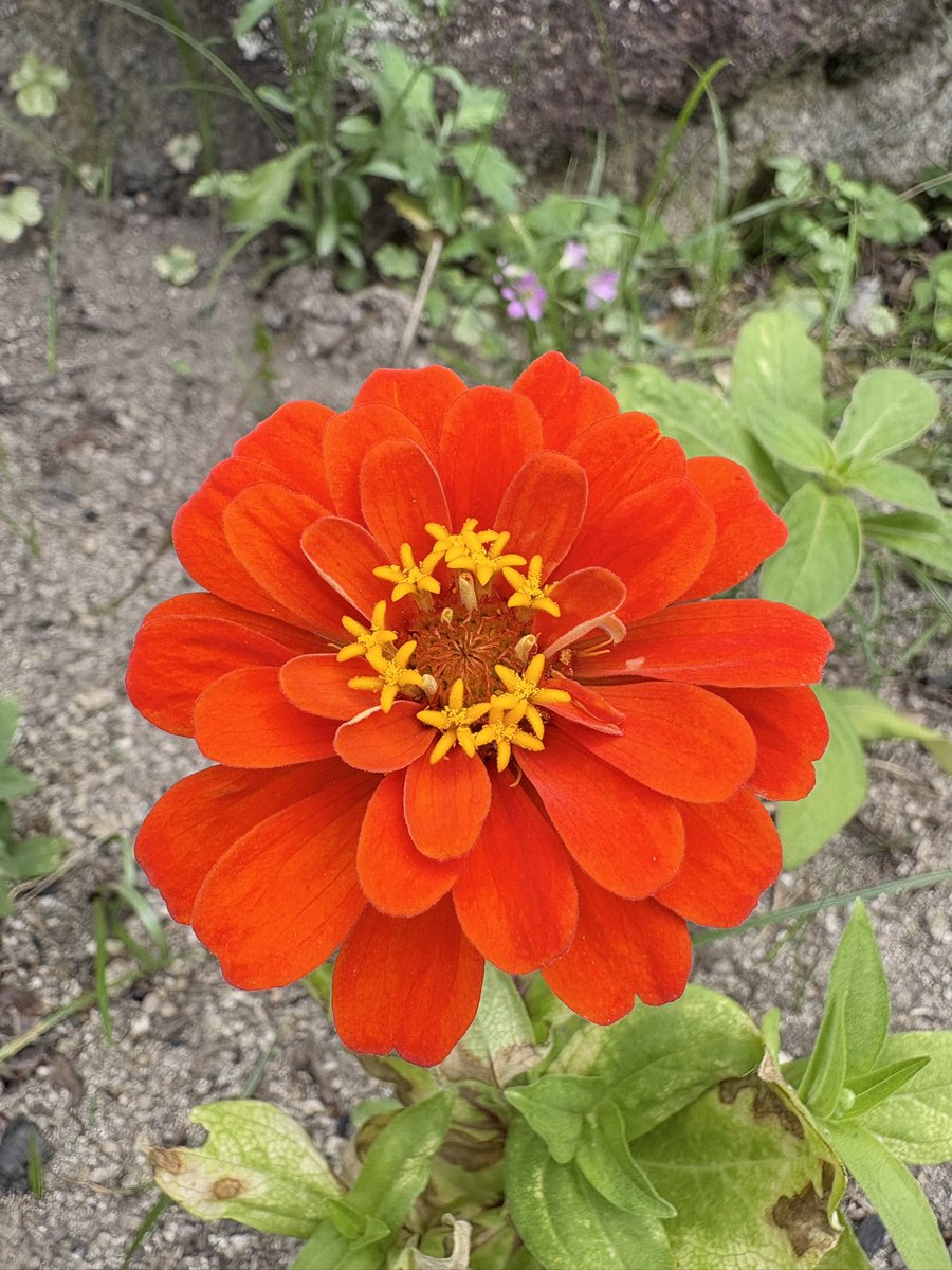 adij5578's tweet photo. @megdango おはようございます、金曜日🔥
すてきー‼️単体の薔薇も、たくさんの薔薇もどちらもいいですよね🌹
 #TLを花でいっぱいにしよう 
昨日はすんごい暑くて歩いたこと後悔したけど、途中からバスに乗るのもなんかアレだしと思って結局1時間くらい歩いてた😇可愛い子たちに会えたけど。 https://t.co/UEyl8wFwH4