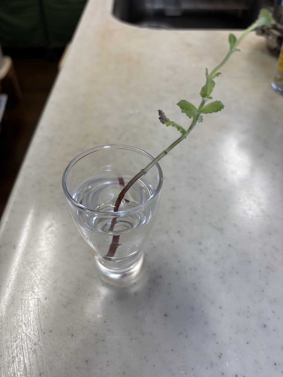 WacgC2's tweet photo. ミントだね(,,> <,,)💧

ヨモギ🌱͛とり除いた日
ひっそりちぎれて落ちてたミント

何気に拾って
水に生けてたら茎が成長し根がでてた

改めて繁殖力あることを実感
土に戻してきた https://t.co/RAf5InkUid