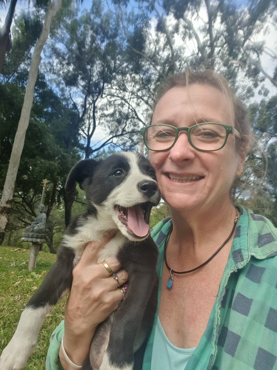 JaymieRains's tweet photo. #RoseTylerRains is FOUR today! Four I tell you!
Happiest Happy Borkday my noisy girl (she is barking right now)

#DogsofTwittter @TheHerdHouse @bunsenbernerbmd @rexthetvterrier @sampson_dog https://t.co/x2hqUnyH3V