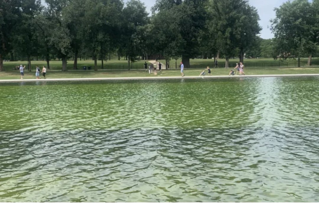feedbaylenny's tweet photo. 🏊♂️WHAT A WASTE! When a narcissist plays conman-in-chief and the only job qualification is loyalty. And underling accomplices quickly pat themselves on the back. What now? #repugnant #reflecting #redo >>https://t.co/jxYUxL2jVr https://t.co/WbZVrrzD9S
