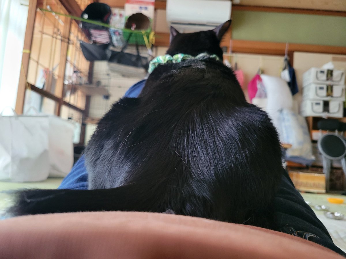 puckpotato's tweet photo. ﾏﾙちゃん(*･ω･)

膝を立てるとやって来る可愛い子ちゃん💕

#猫　#黒猫　#可愛い　#猫あるある　#黒猫女子 https://t.co/0Rfsq2eCRI