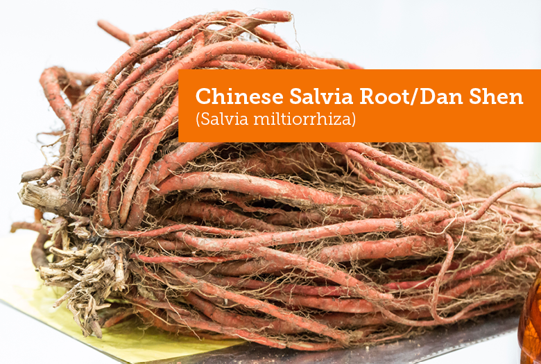 davidwinston's tweet photo. The answer to this week's Herbal Trivia question is Chinese Salvia root (Salvia miltiorrhiza) or Dan Shen. "The reddish root of this Chinese herb moves blood, strengthens the heart, regulates menses and calms the shen." https://t.co/QHuLoUR2Nq https://t.co/j1xQWnp9BI
