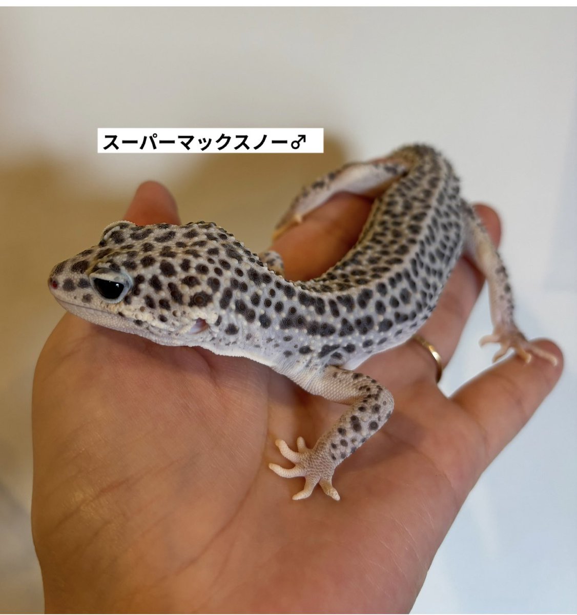 Ramuse0323's tweet photo. レオパードゲッコー4匹入荷しました✨
*マーフィーパターンレス66%hetトレンパー♂
*スーパーマックスノー♂
*ベルアルビノ♂
*スノートレンパーpossディアブロ
ぜひお店に見に来てください♪
#レオパードゲッコー
#ヒョウモントカゲモドキ
#爬虫類
#爬虫類ショップ福山
#ラミューズ
#ramuse https://t.co/uktWB1qSef