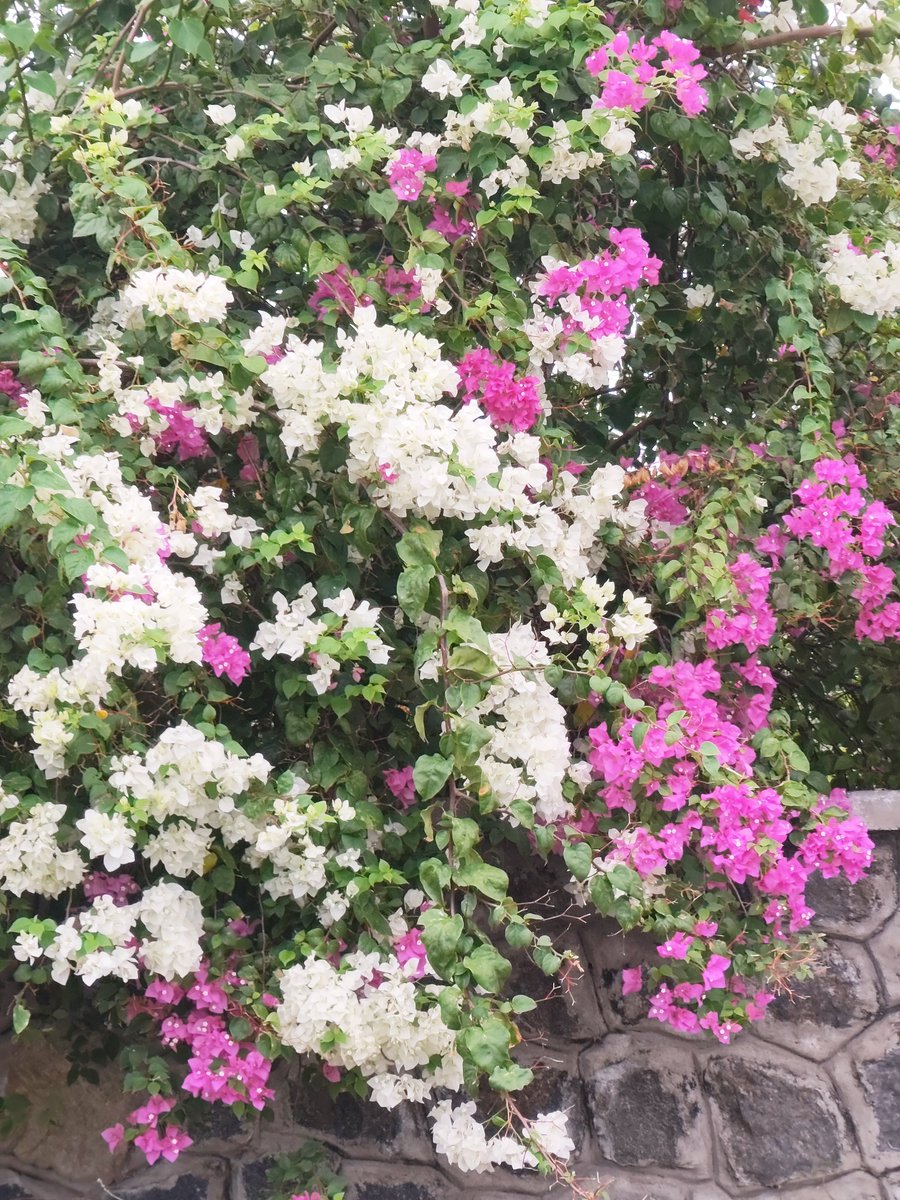 praveencpt's tweet photo. Have a great day 

#theme_pic_India_flowers https://t.co/OIUbztsSiR