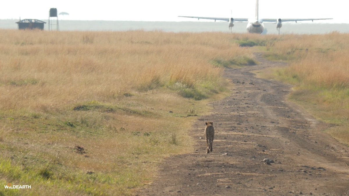 WildEarth's tweet photo. Ruka travels with WildEarth Travel, so you should as well! https://t.co/jh4nkc3wzP #wildearth https://t.co/MBR77QIMEy