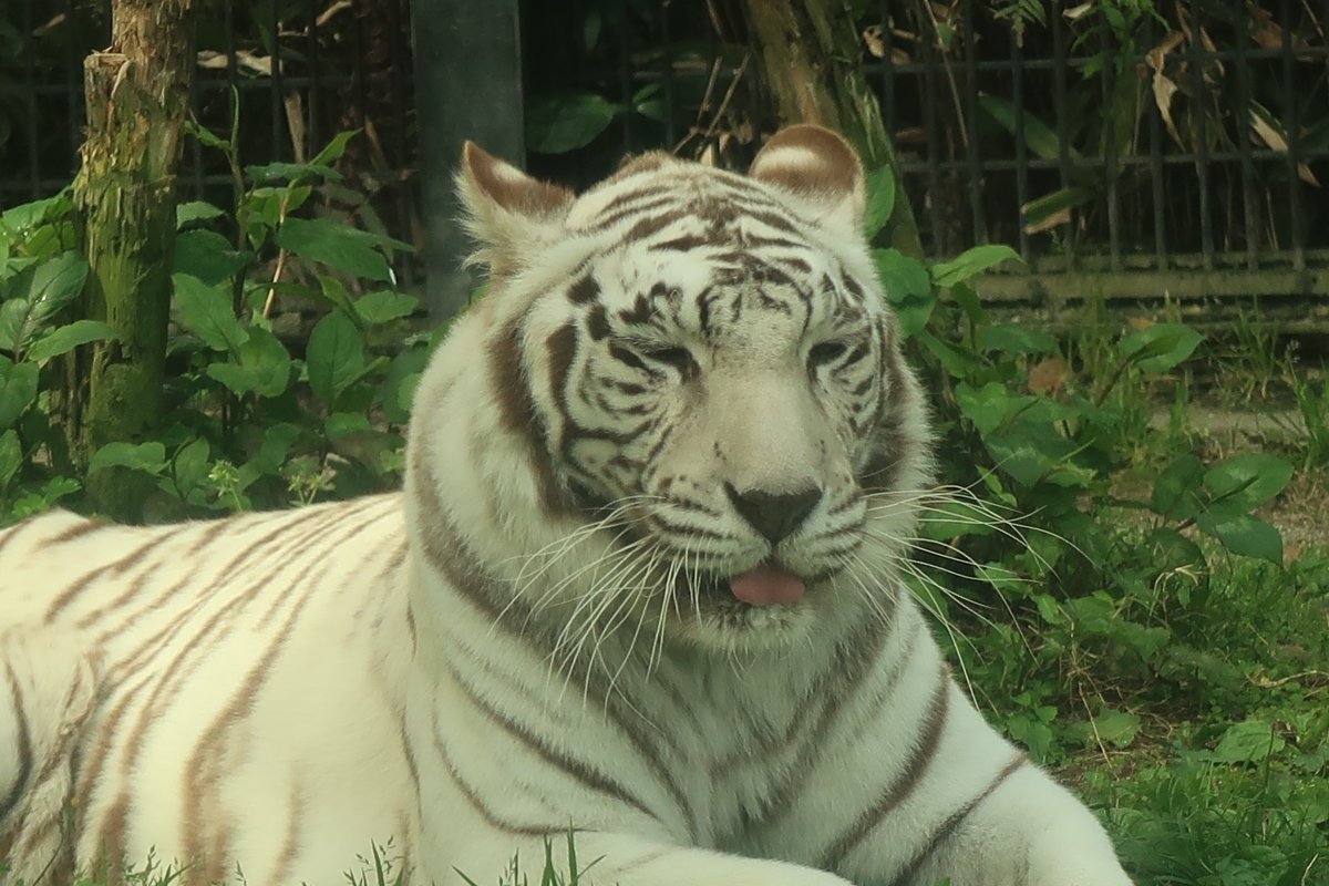 鹿児島市平川動物公園 tweet media