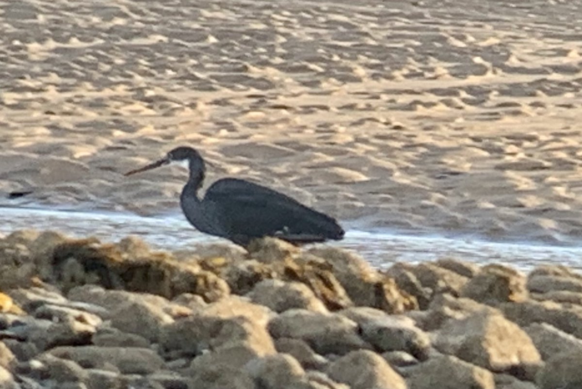MYBirding tweet picture