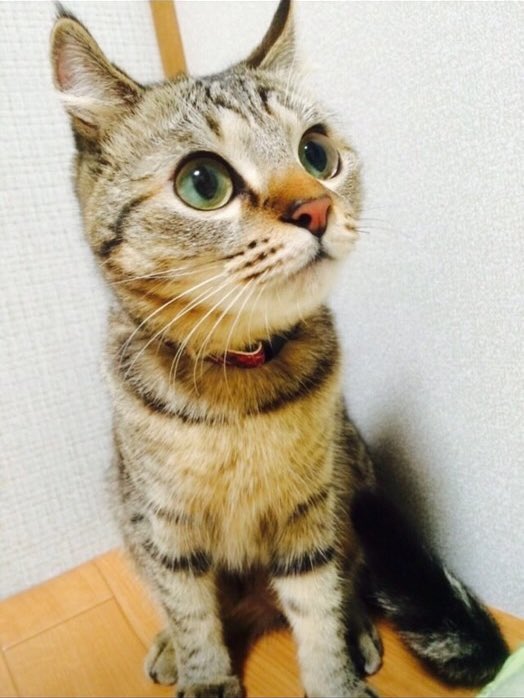 kobayashigahaku's tweet photo. ブログ書きました。
『100切るところでした。』

https://t.co/FwUi7USTLg https://t.co/BvNtl2tfQL