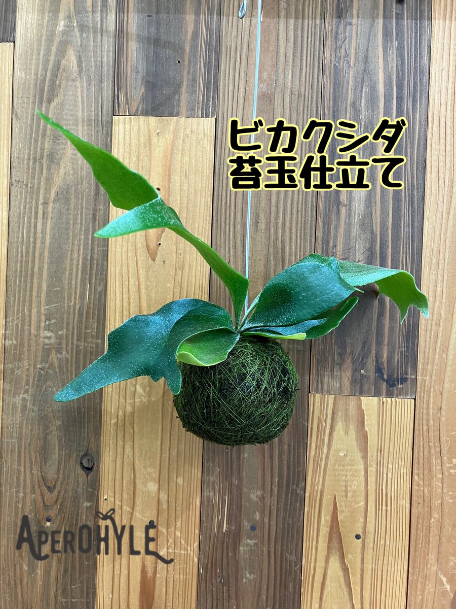 aperohyle's tweet photo. #ビカクシダ
#苔玉仕立て
#ハンギングプランツ https://t.co/yRozaGE4WL